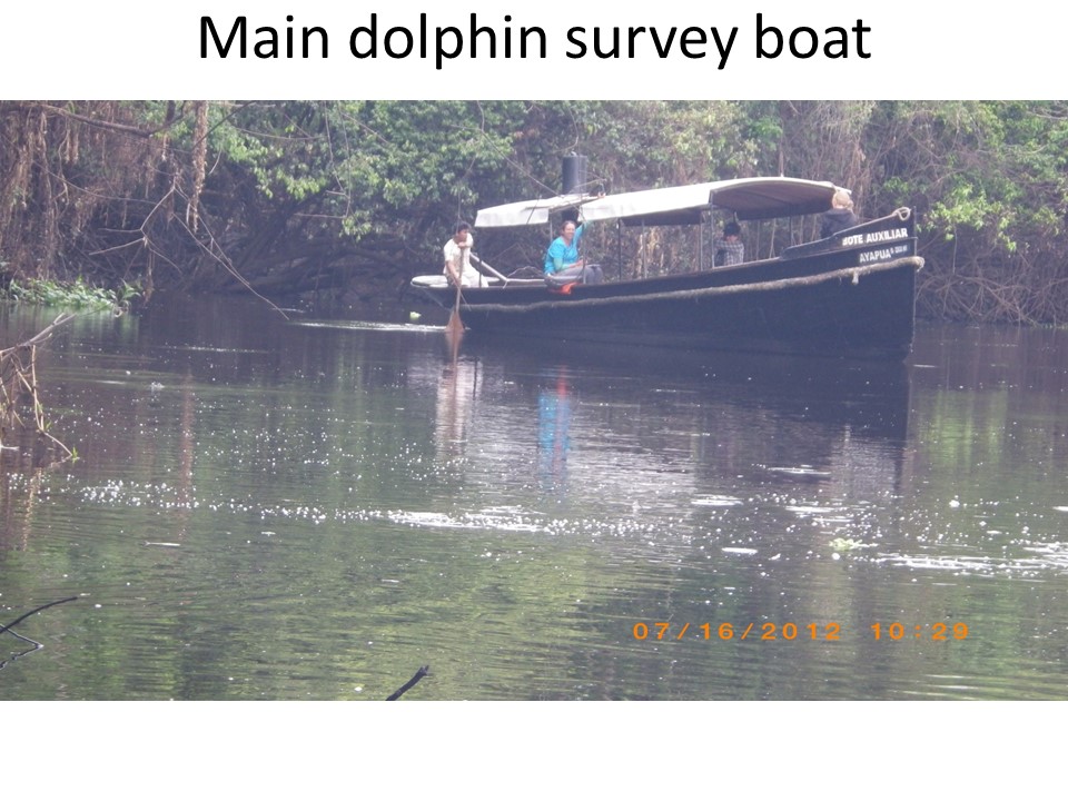 Dolphin survey